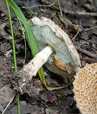 Lepiota pseudohelveola