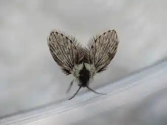 Lepiseodina latipennis