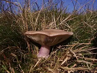 Paarssteelschijnridderzwam