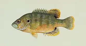 Groene zonnebaars, Lepomis cyanellus