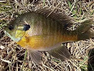 Lepomis macrochirus