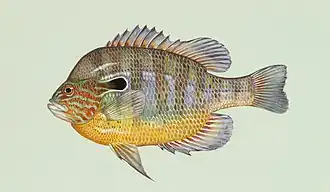 Lepomis megalotis