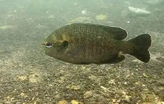 Lepomis miniatus
