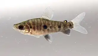 Leporinus spilopleura