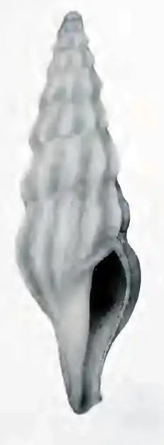 Leptadrillia splendida