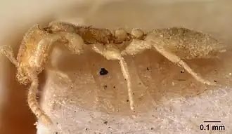 Leptanilla havilandi