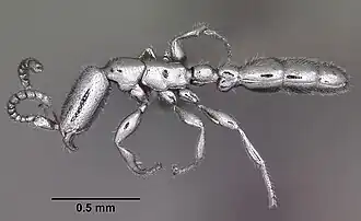 Leptanilloides biconstricta