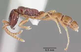 Leptanilloides legionaria