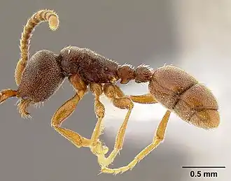 Leptanilloides nomada