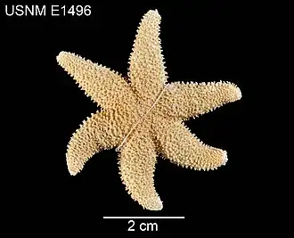 Leptasterias asteira