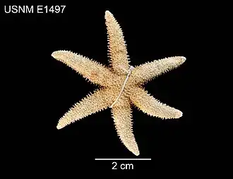 Leptasterias leptodoma