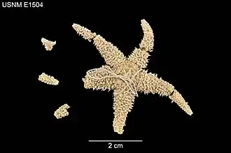 Leptasterias stolacantha