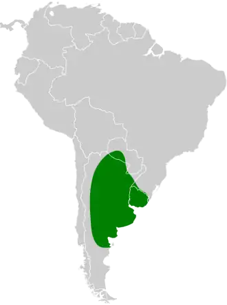 La-Platameesstekelstaart