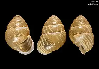 Leptaxis sanctaemariae