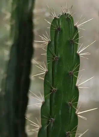 Leptocereus
