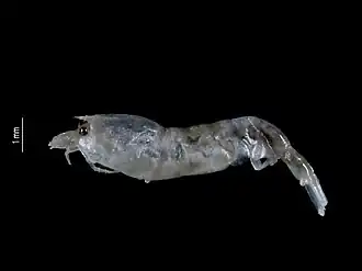 Leptochela (Leptochela) aculeocaudata