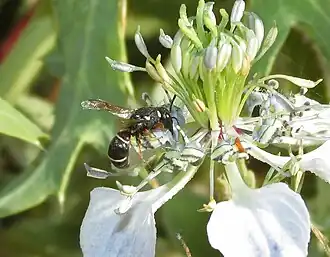 Leptochilus alpestris
