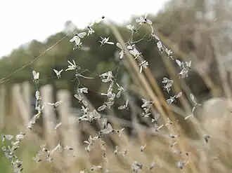 Leptoconops irritans