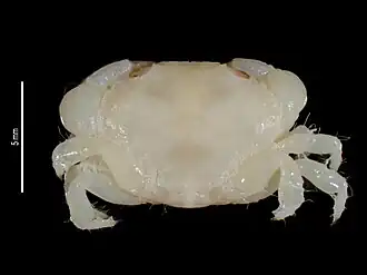 Leptodius davaoensis