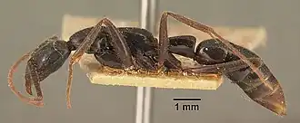 Leptogenys angusta