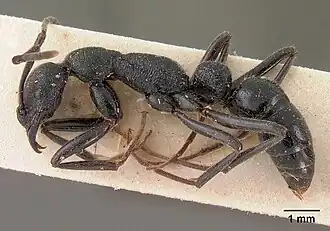 Leptogenys antongilensis