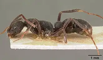 Leptogenys arcirostris