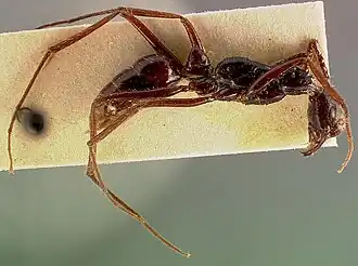 Leptogenys camerunensis