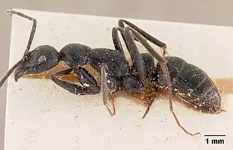 Leptogenys coerulescens