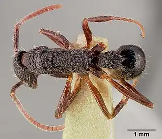 Leptogenys conradti