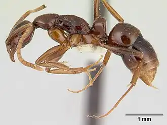 Leptogenys consanguinea