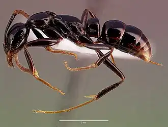 Leptogenys crassinoda