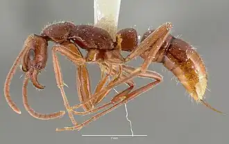 Leptogenys elongata