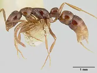 Leptogenys guianensis