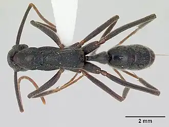 Leptogenys imperatrix