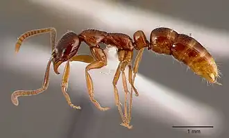 Leptogenys intermedia