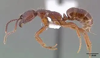 Leptogenys iridescens