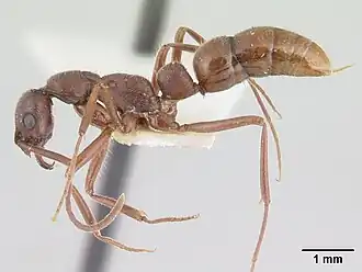 Leptogenys peninsularis