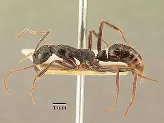 Leptogenys stuhlmanni