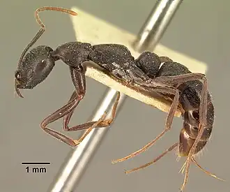 Leptogenys truncatirostris