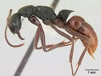 Leptogenys unistimulosa