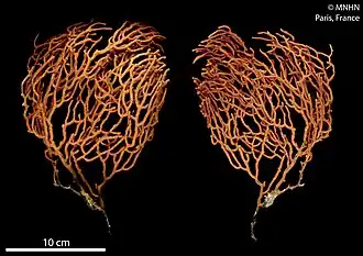 Leptogorgia annobonensis