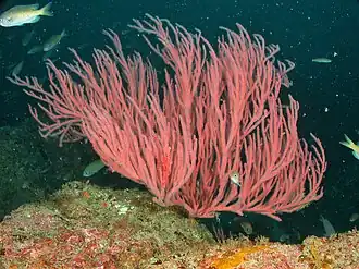 Leptogorgia chilensis