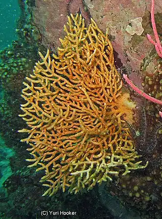 Leptogorgia peruviana