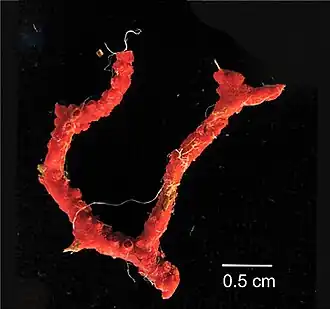 Leptogorgia ruberrima