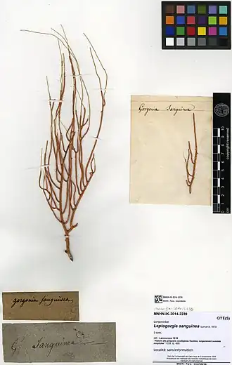 Leptogorgia sanguinea