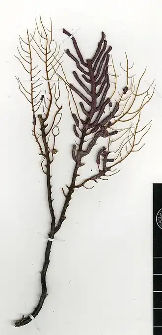 Leptogorgia violacea