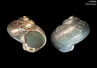 Leptogyra costellata