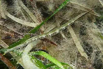 Leptoichthys fistularius