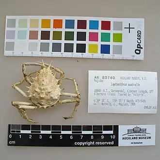 Leptomithrax australis