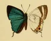 Leptomyrina makala